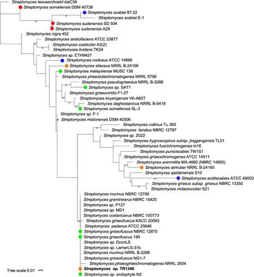 A Human Lung-Associated Streptomyces sp. TR1341 Produces Various Secondary Metabolites Responsible for Virulence, Cytotoxicity and Modulation of Immune Response